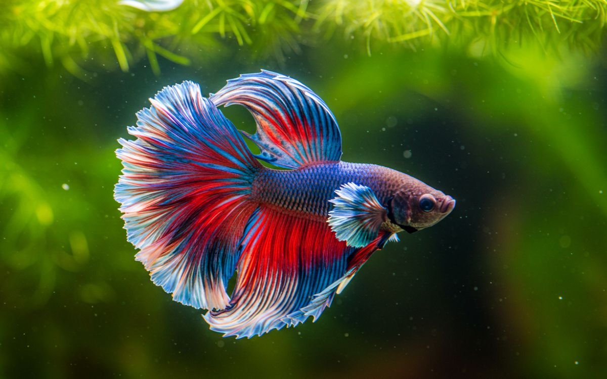 Peixe Betta