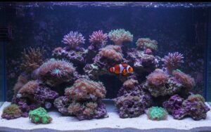Peixe Palhaço