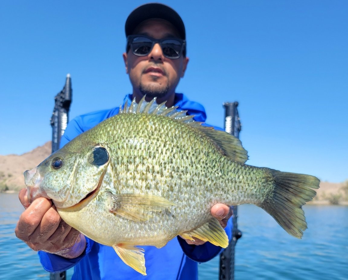 Sunfish Gigante de 2,15 kg bate recorde de captura e soltura no Lago Havasu, Arizona - Imagem do artigo original