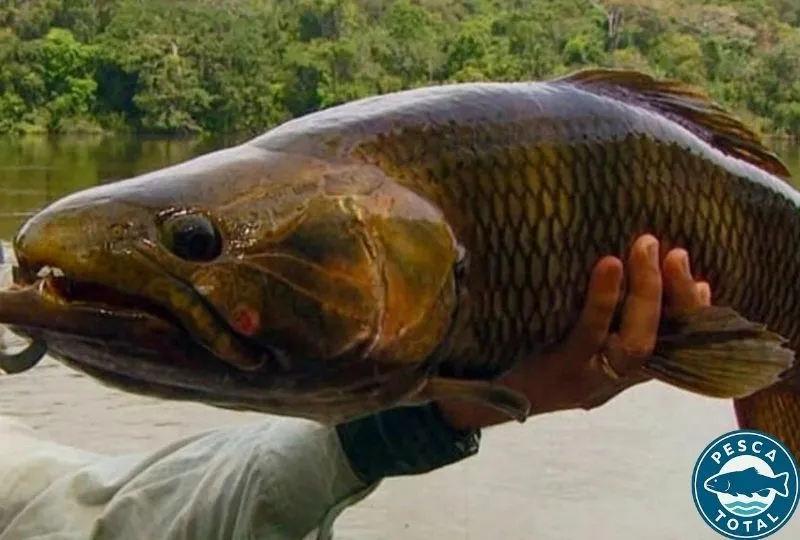 Pesca De Traira4