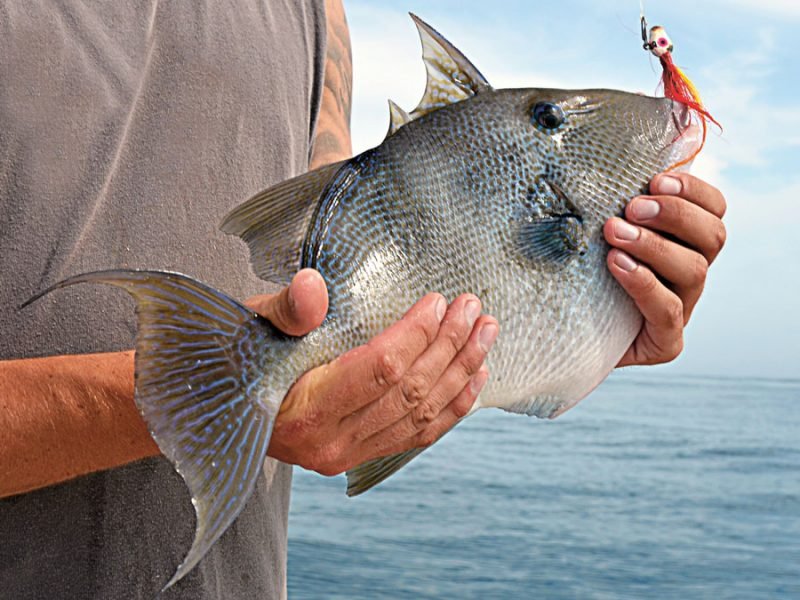 Shore Fishing for Triggerfish – On The Water - Imagem do artigo original